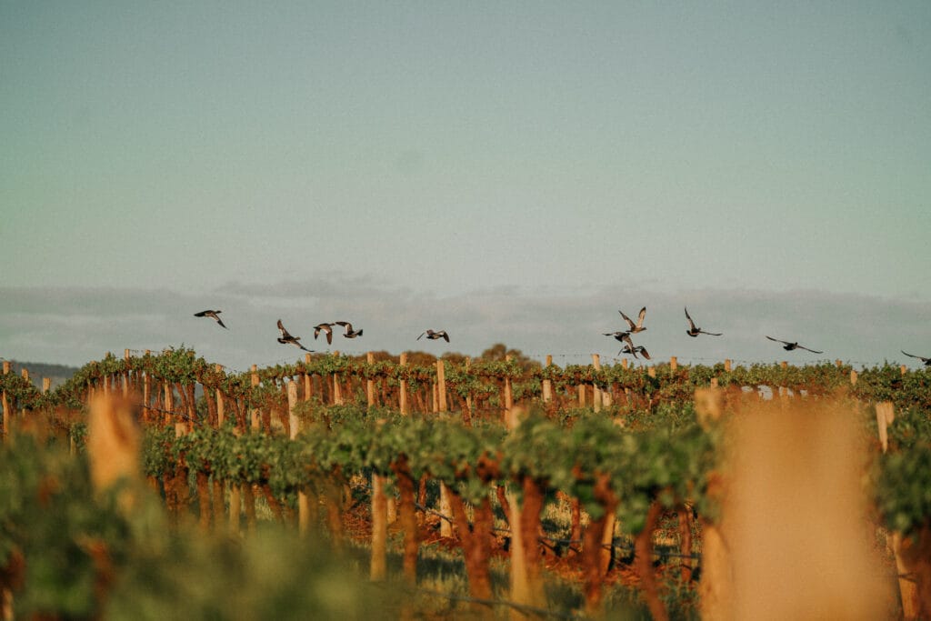 Bird soaring over Monteperle vineyard rows with native wildlife among the vines