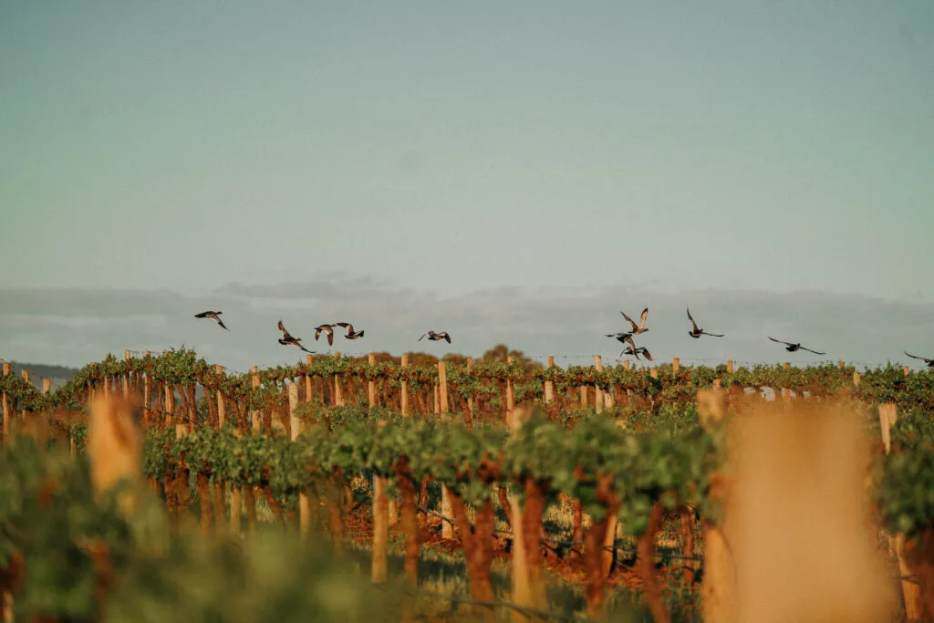 Bird soaring over Monteperle vineyard rows with native wildlife among the vines