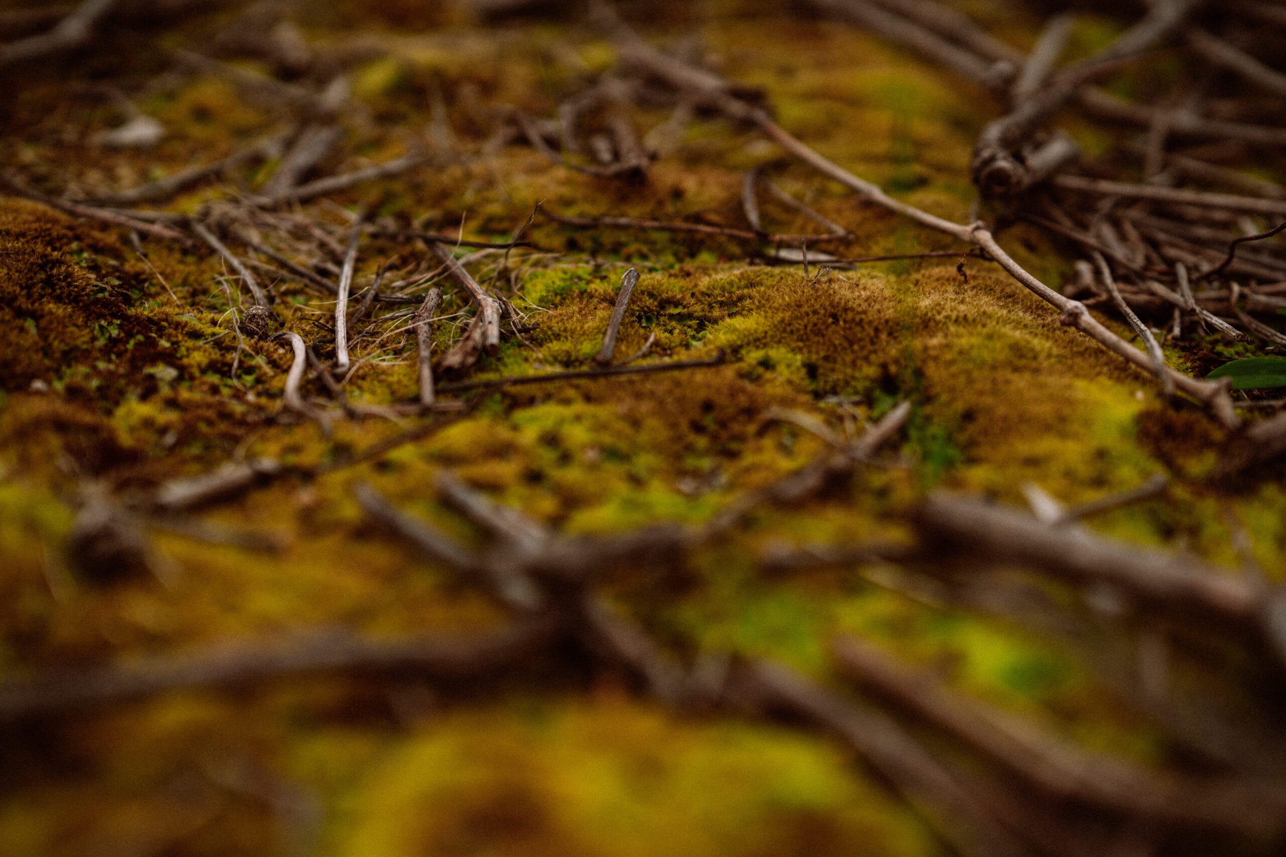 Monteperle vineyard soil