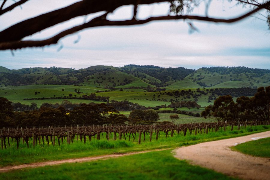 Barossa Valley Monteperle Vineyard Barossa Valley Monteperle Vineyard