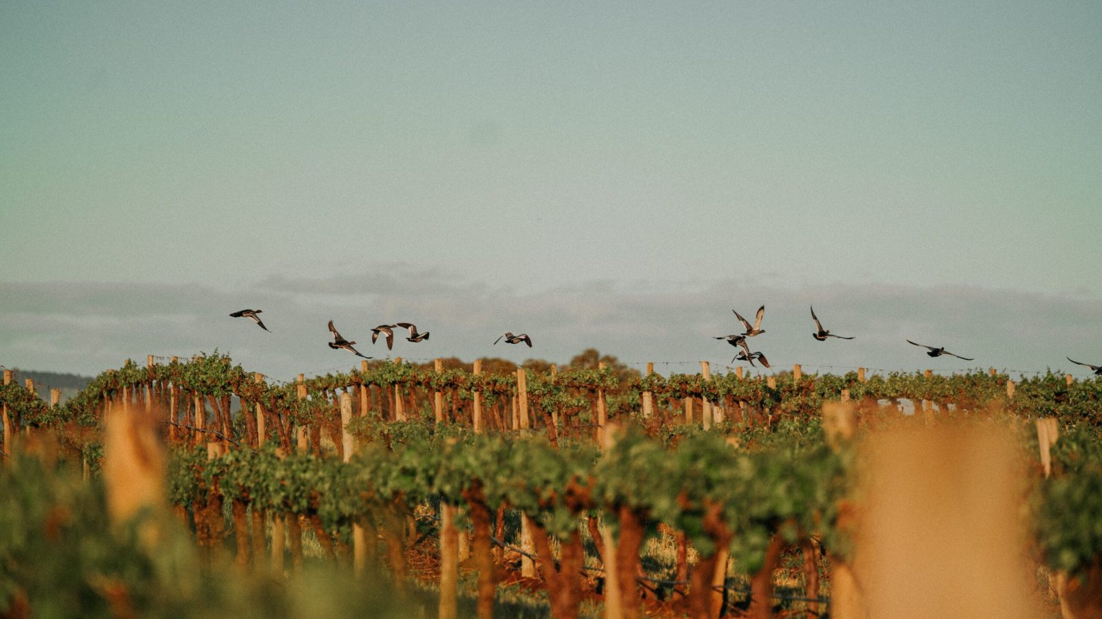 Bird soaring over Monteperle vineyard rows with native wildlife among the vines