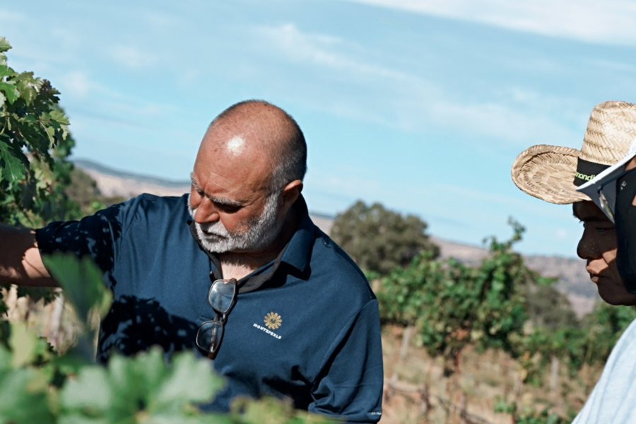 Monteperle winemaker Tony Carapetis leading vineyard tour showing visitors grapevines
